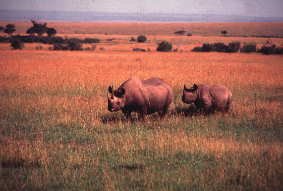 africa fotosafari masai mara rinocerontes