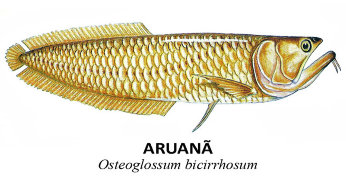 peixes aruana osteoglossum bicirrhosum
