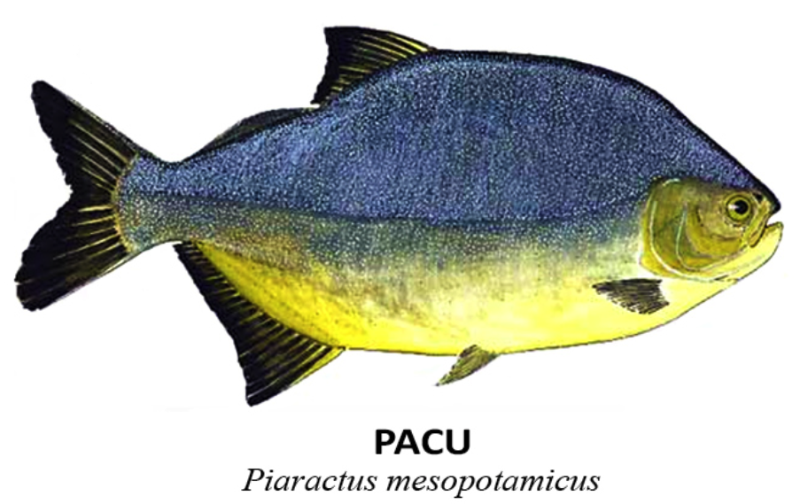 peixes pacu piaractus mesopotamicus