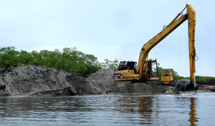 noticias illegal mangrove development